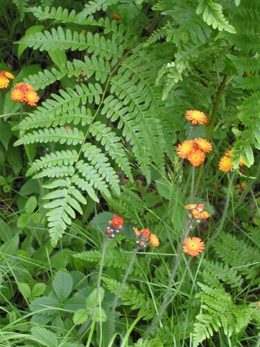 Orange Hawkweed flowers and Bracken fern in June on Mount Tripyramid in New Hampshire