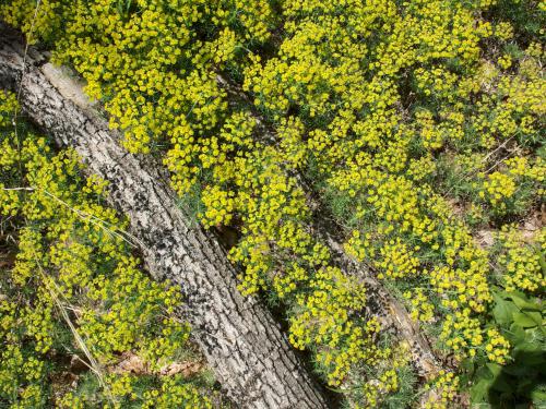 Cypress Spurge (Euphorbia cyparissias) at Tully Mountain in north central Massachusetts