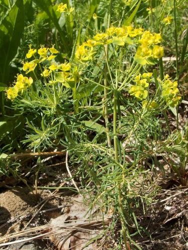 Cypress Spurge (Euphorbia cyparissias) at Tully Mountain in north central Massachusetts at Tully Mountain in north central Massachusetts