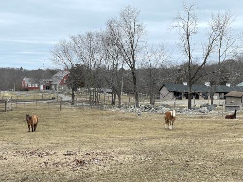 horses in March at Weir River Farm in eastern Massachusetts
