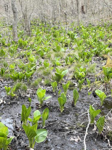 Skunk Cabbage in April at Turkey Hill Area in eastern MA