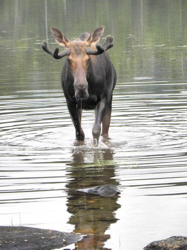 moose at Sandy Stream Pond on the way to South Turner Mountain at Baxter State Park in Maine