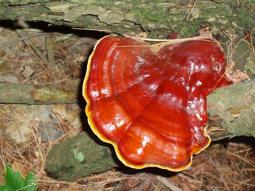 Ling Chi (Ganoderma lucidum) mushroom in July on North Uncanoonuc Mountain in southern New Hampshire
