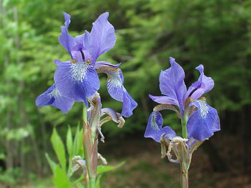 Iris flower