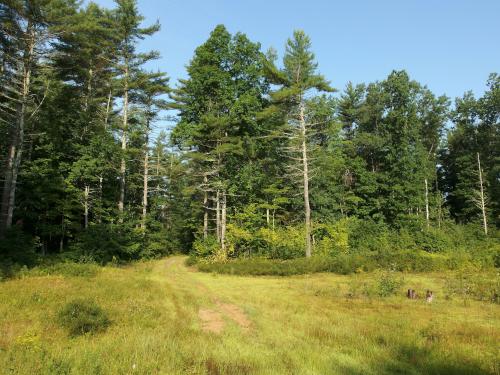 trail at Unkety Woods in northeastern Massachusetts