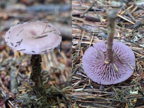 Purple Laccaria (Laccaria amethystina) in August at Unkety Woods in northeastern Massachusetts