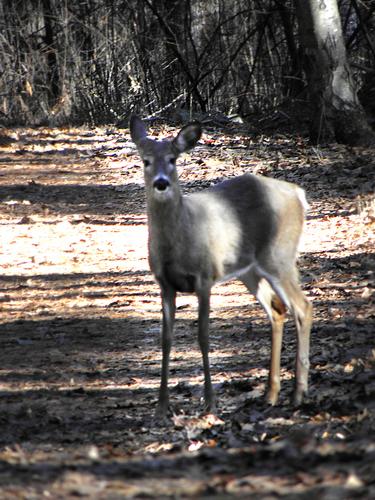 White-tailed Deer at the Urban Forestry Center in New Hampshire