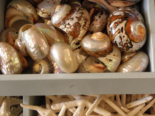 shells for sale at Scallops Mineral and Shell Emporium in New Hampshire