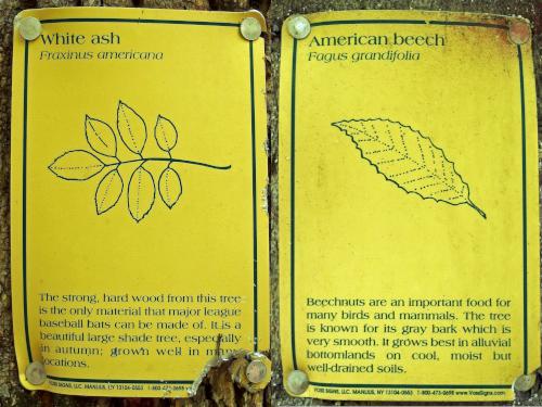 tree identification signs at Valley Lane Town Forest at Kingston in southern New Hampshire