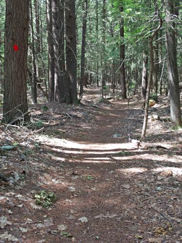 trail at Valley Lane Town Forest at Kingston in southern New Hampshire