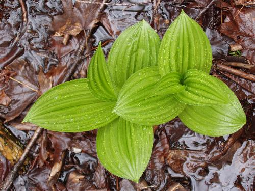 Indian Poke (Veratrum viride) in May on the trail to Vose Spur in the White Mountains of New Hampshire