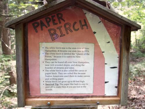Paper Birch explanatory sign at Walcott Trails in southern New Hampshire