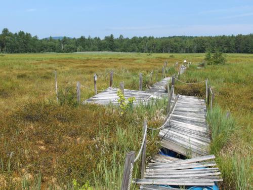 marsh boardwalk in July at Walcott Trails in southern New Hampshire