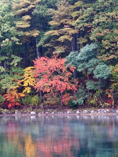 colorful fall foliage on the shore of Walden Pond at Concord in Massachusetts