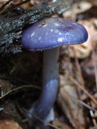 Spotted Cort (Cortinarius iodes) in August on Mount Wallingford near Weare in southern New Hampshire