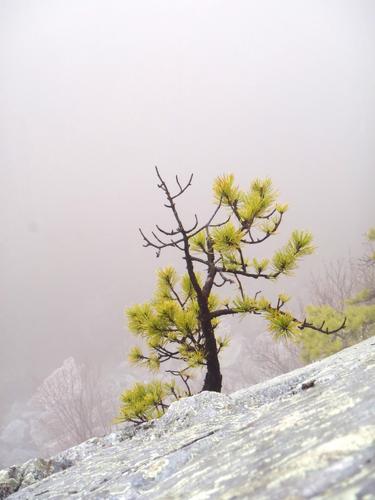 lone pine at Mine Ledge on the way to Wantastiquet Mountain in New Hampshire
