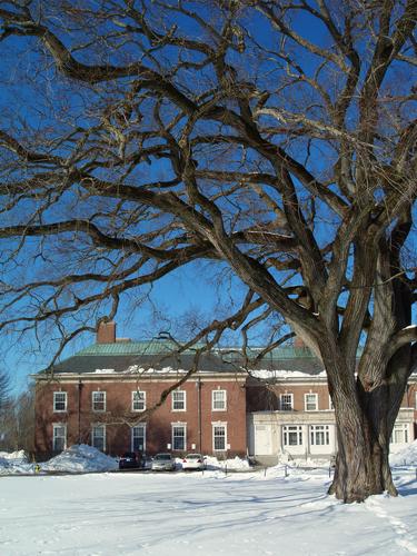 elm tree at Phillips Andover Academy in Massachusetts