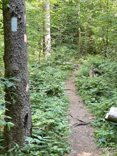 Appalachian Trail in August at Warner Hill in western Massachusetts