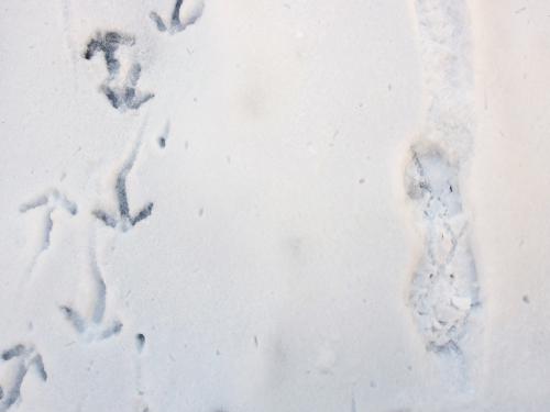 boot-with-MicroSpikes footprint beside turkey tracks in November at Little Mount Washington in southwest New Hampshire
