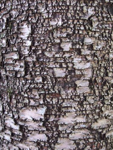 birch bark in April at Weeks Woods near Gilford in southern New Hampshire