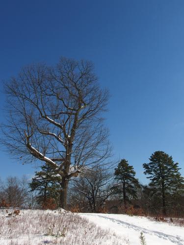 winter scene along the Scrub Oak Trail at Weir Hill in Massachusetts