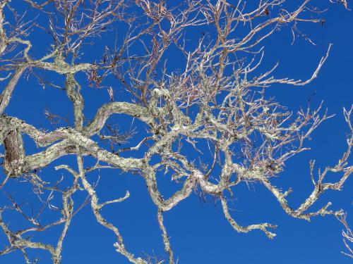 Under-view of Common Catalpa (Catalpa bignonioides) branches at Welch Forest in southern New Hampshire