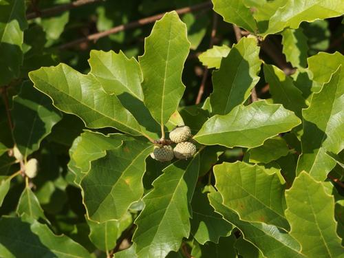 Chinquapin Oak (Quercus prinoides) growing at Wellfleet Bay Wildlife Sanctuary on Cape Cod in eastern Massachusetts