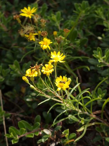 Sickle-leaved Golden Aster (Pityopsis falcata) growing at Wellfleet Bay Wildlife Sanctuary on Cape Cod in eastern Massachusetts