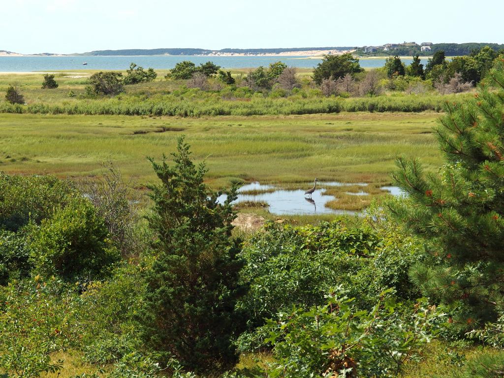 view of a heath area and Cape Cod Bay from the Goose Pond Trail at Wellfleet Bay Wildlife Sanctuary in Massachusetts