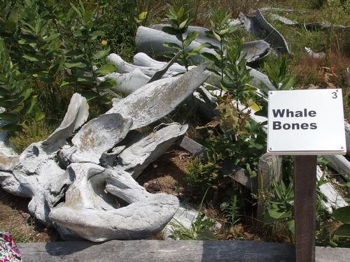 pile of whale bones at Wellfleet Bay Wildlife Sanctuary on Cape Cod in eastern Massachusetts