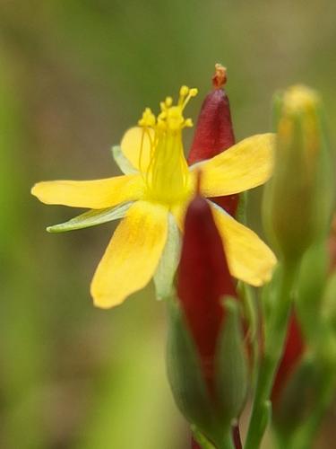 Canadian St. John's Wort (Hypericum canadense) in August at Wellington State Park in New Hampshire