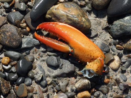 lobster claw on Wells Beach in southern Maine