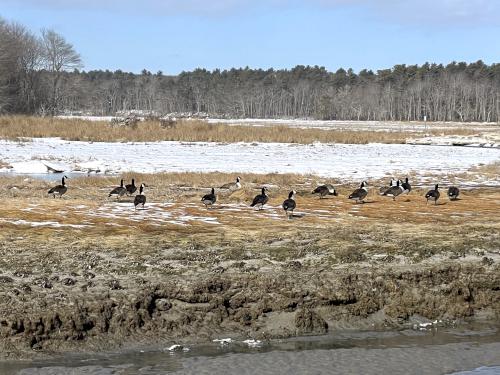 geese in February at Wells Reserve at Laudholm in southern Maine