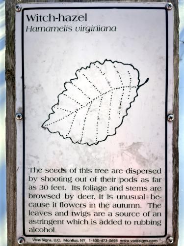 leaf identification poster in February at Wells Reserve at Laudholm in southern Maine