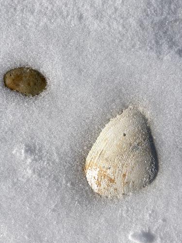 seashell and snow in February at Wells Reserve at Laudholm in southern Maine