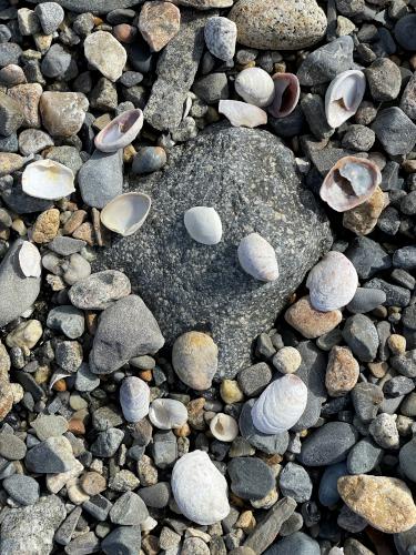 seashells on the beach in February at Wells Reserve at Laudholm in southern Maine
