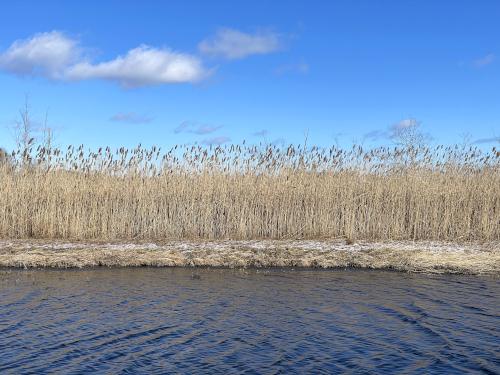 marsh grass in February at Grand Wenham Canal Path in northeast MA