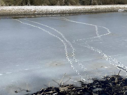 critter tracks in February at Grand Wenham Canal Path in northeast MA