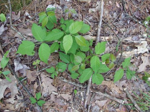 poison ivy at Westside Trail in Pepperell in Massachusetts