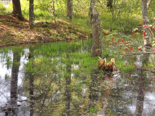 pond in May at Wharton Plantation in northeast Massachusetts