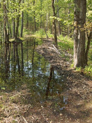 flooded trail in May at Wharton Plantation in northeast Massachusetts