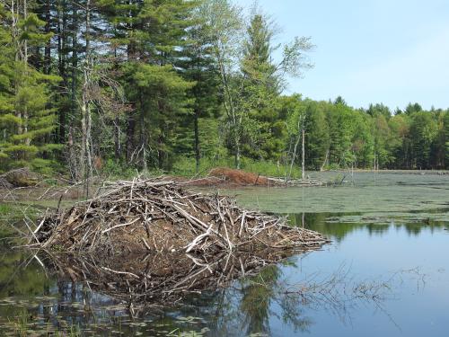 pond and beaver lodge in May at Wharton Plantation in northeast Massachusetts