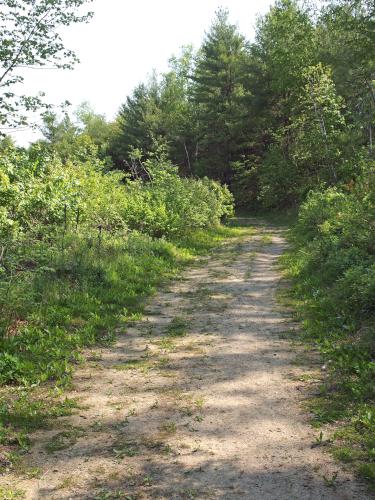 trail in May at Wharton Plantation in northeast Massachusetts