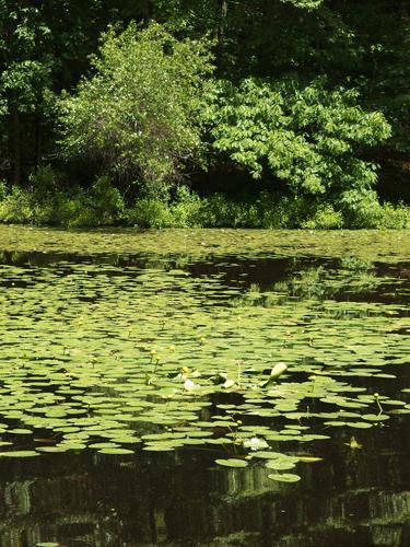 Locke Pond at Whipple Hill in eastern Massachusetts