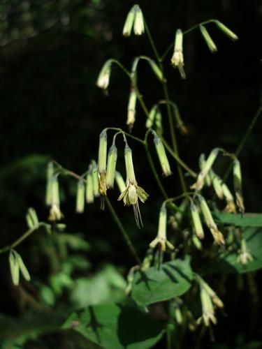 Gall-of-the-earth (Prenanthes trifoliolata)