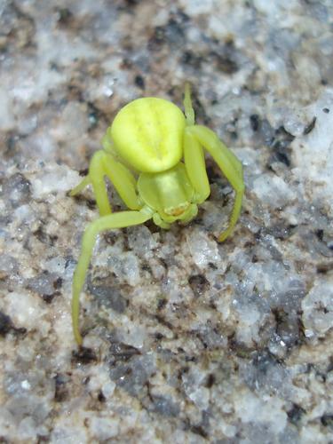 Goldenrod Spider (Misumena vatia)