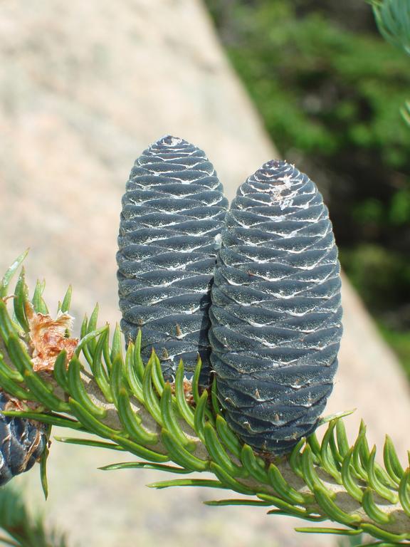 Balsam Fir cones plumping up in July on Mount Whiteface in New Hampshire