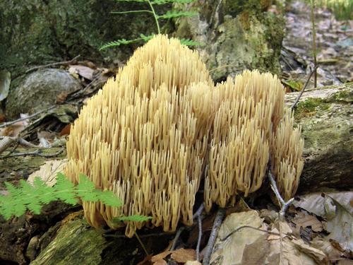 Straight-branched Coral (Ramaria stricta) in August on Whiteface Mountain in the White Mountains of New Hampshire