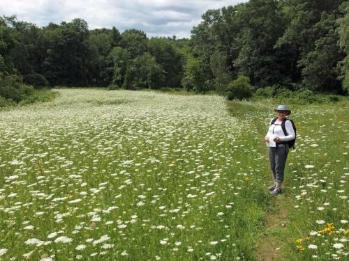 meadow of Queen Anne's Lace at White Pond Reservation in eastern Massachusetts