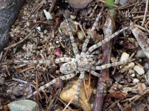 spider in July (probably a Thin-legged Wolf Spider) at White Pond Reservation in eastern Massachusetts